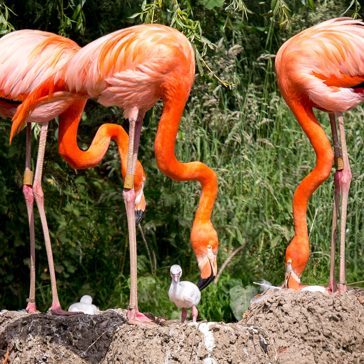 American flamingo : Whipsnade : 22 Jun 2014