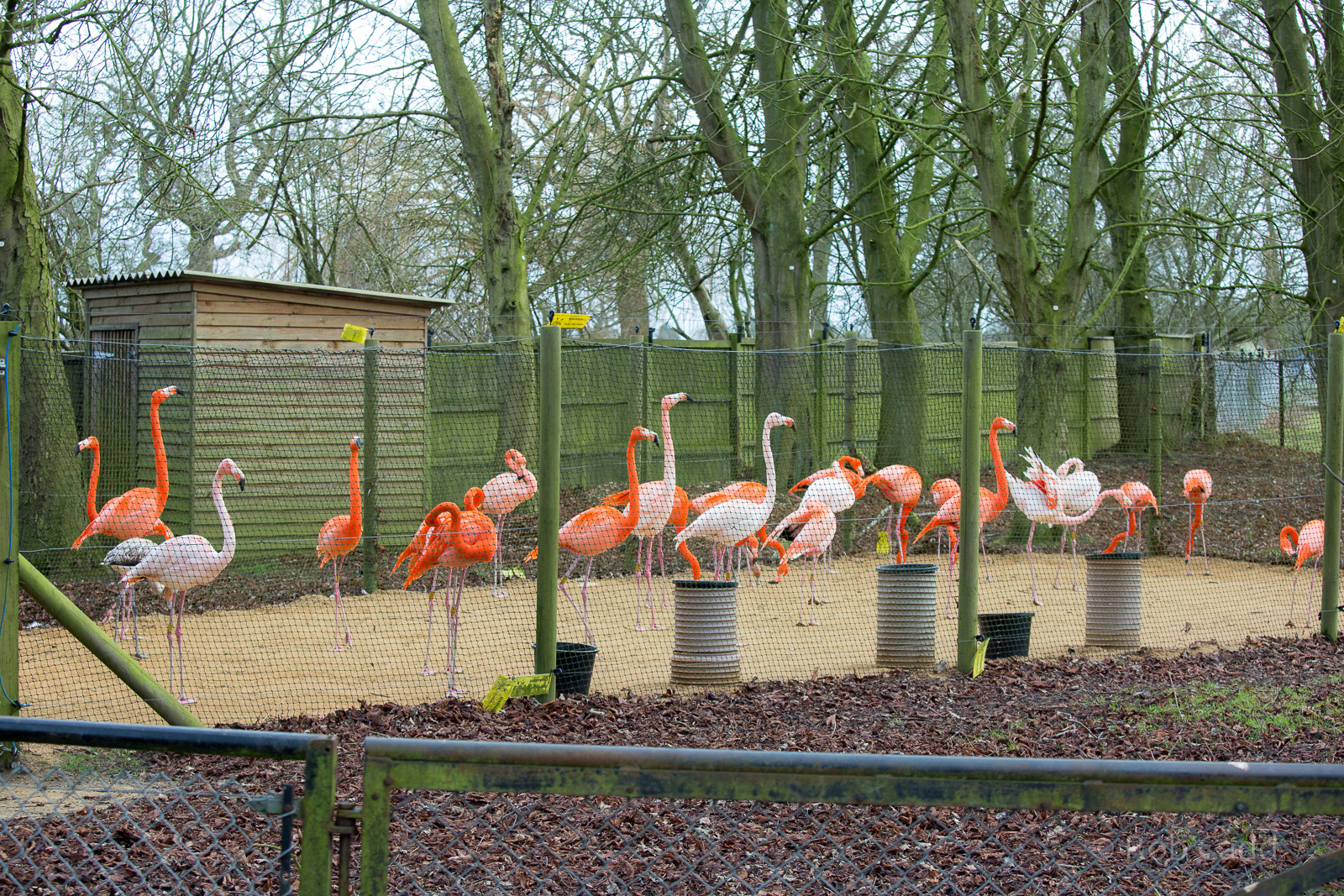 American flamingo : Whipsnade : 25 Jan 2015