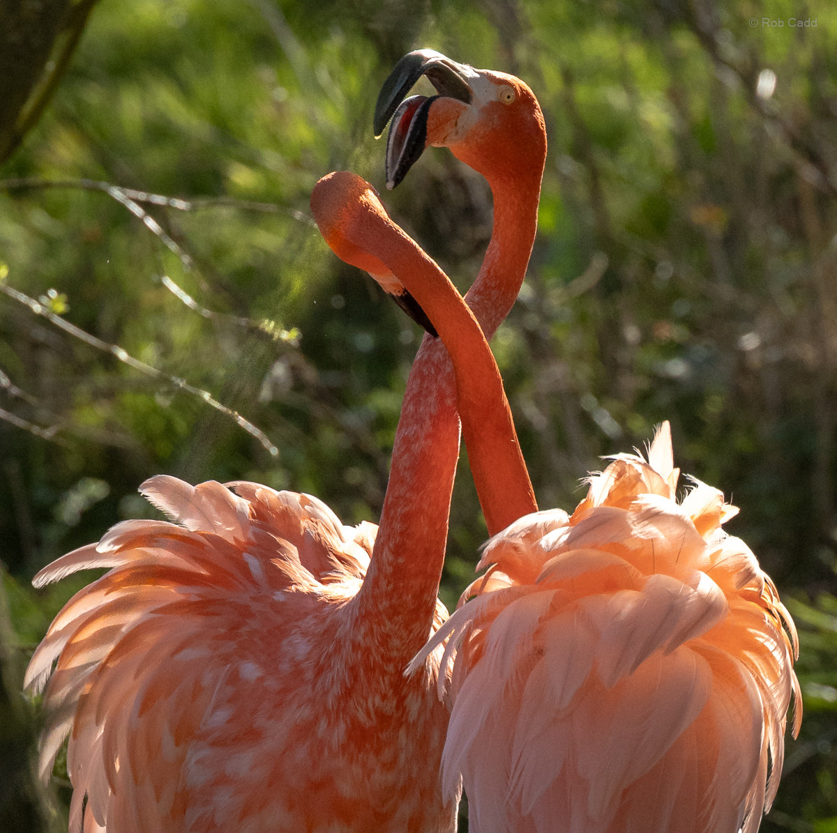 American flamingo : Whipsnade : 30 Mar 2025