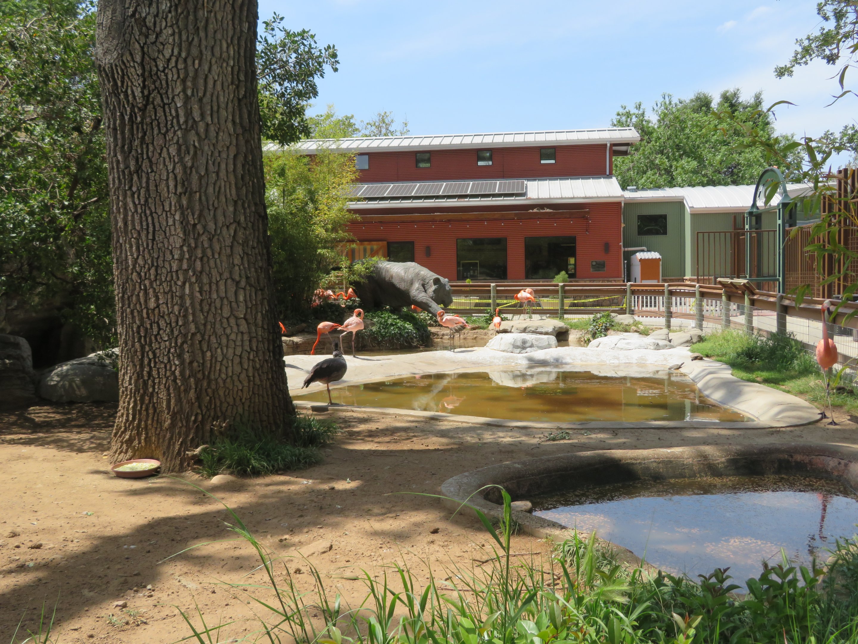 American Flamingo Yard