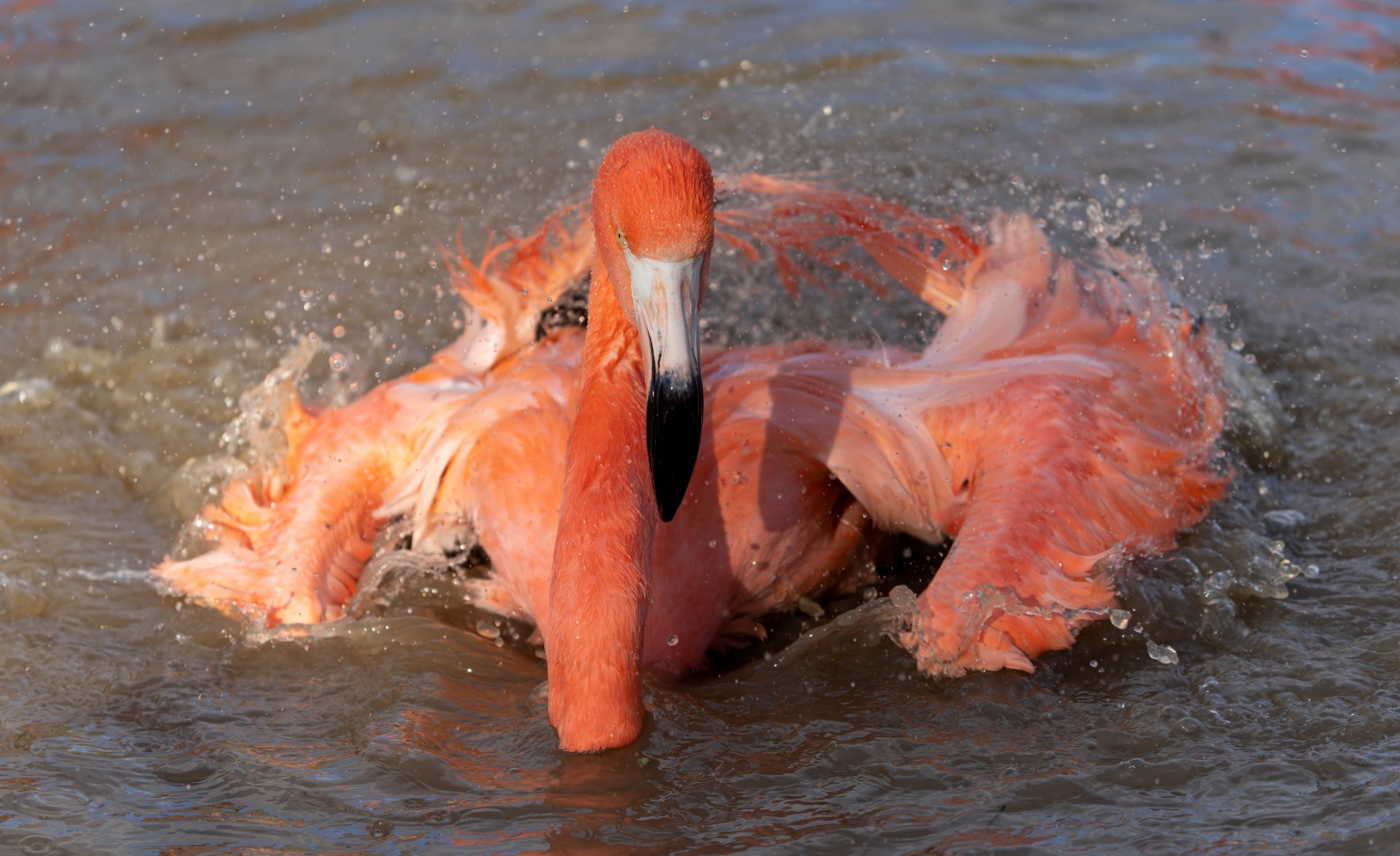 American Flamingo, ZSL Whipsnade, UK