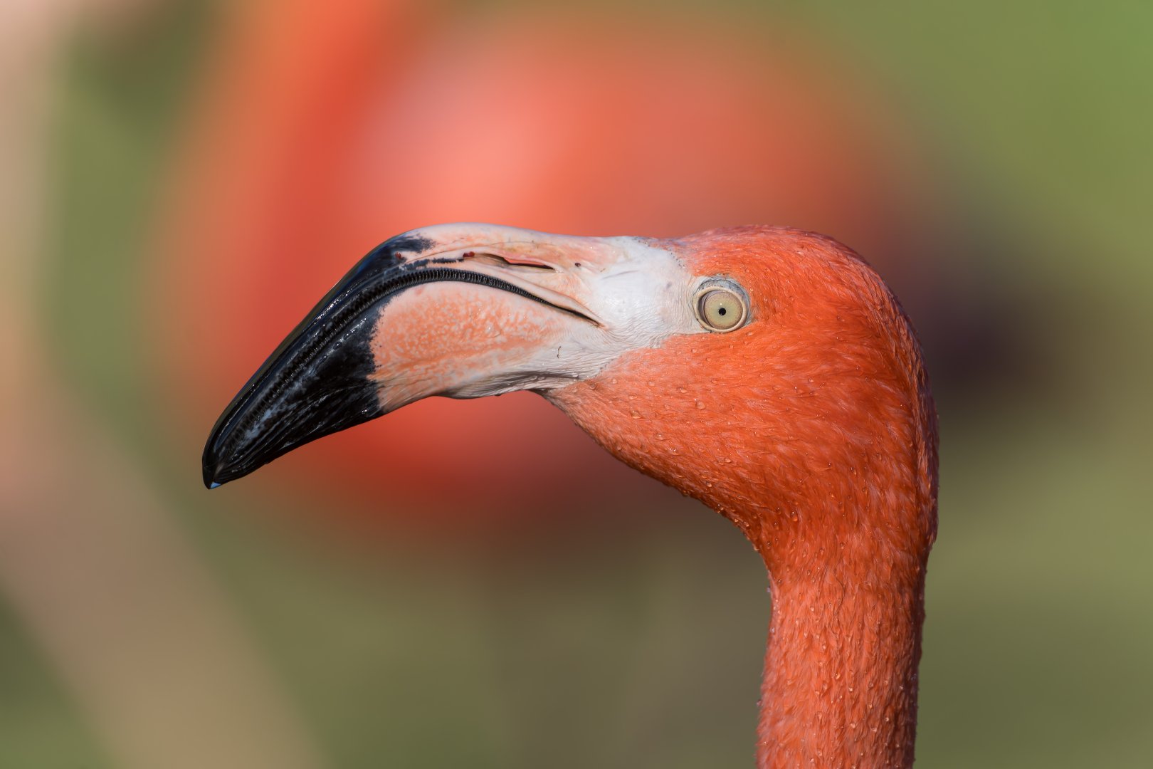 American Flamingo, ZSL Whipsnade, UK