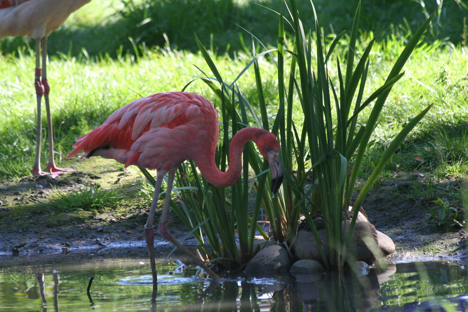 American Flamingo