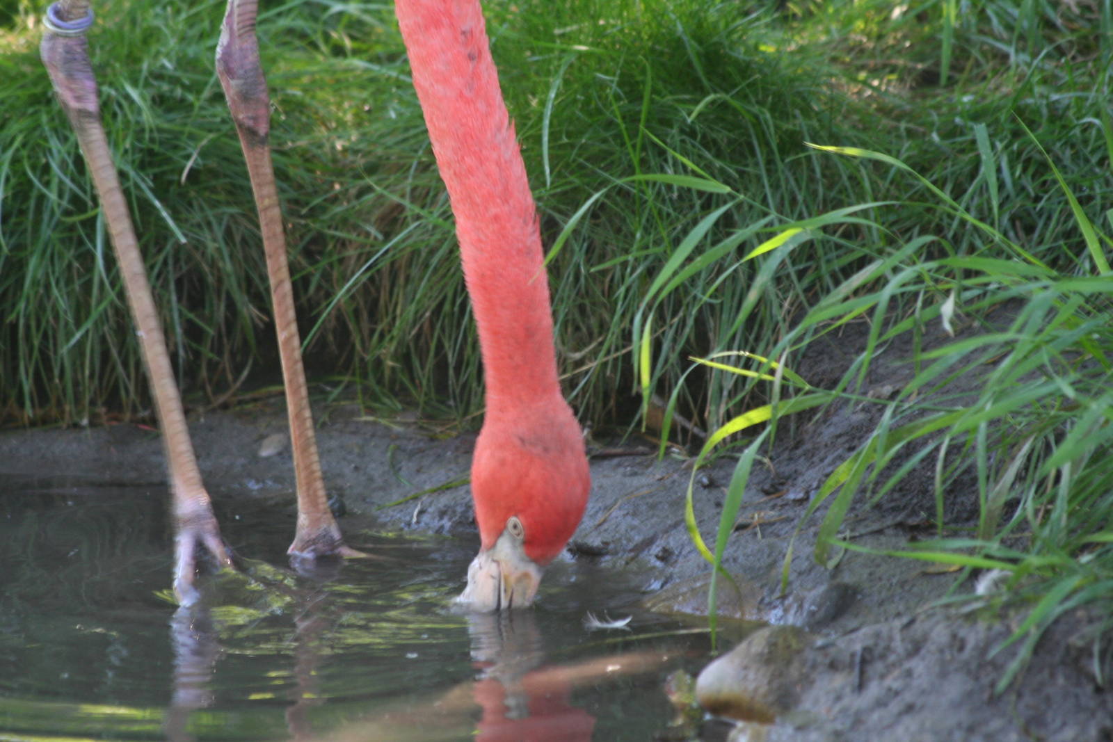 American Flamingo