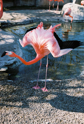 american flamingo
