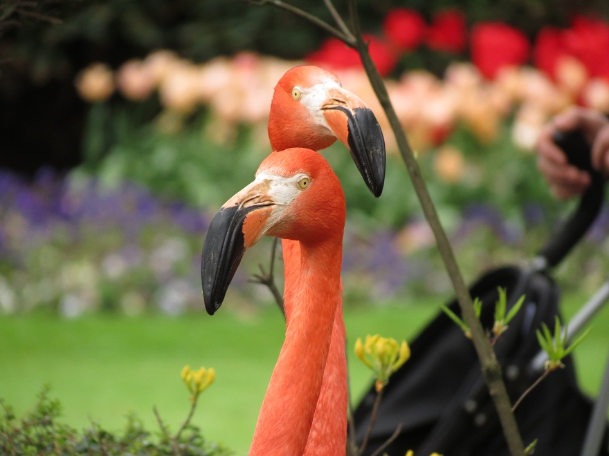 American Flamingo