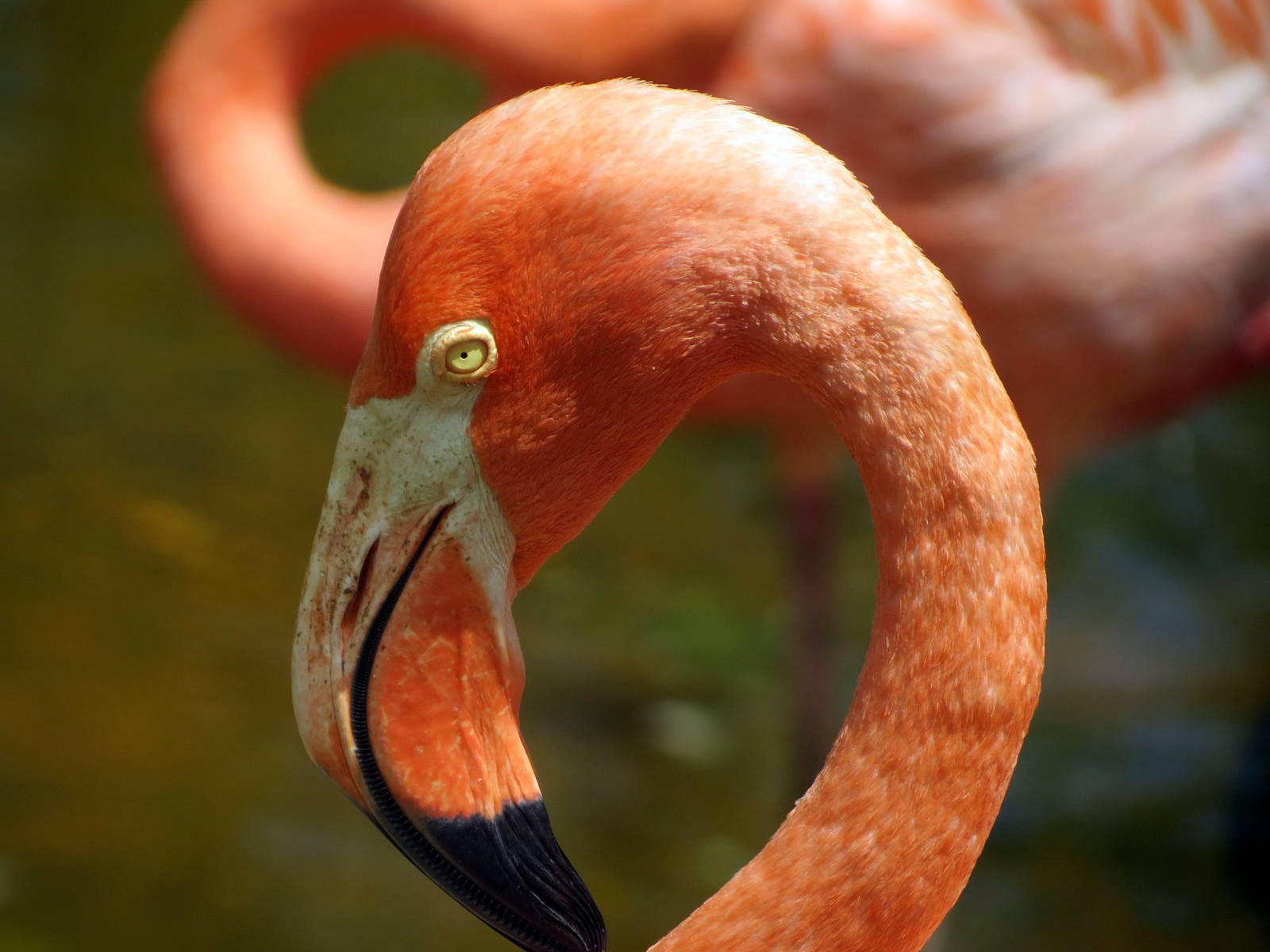 American Flamingo