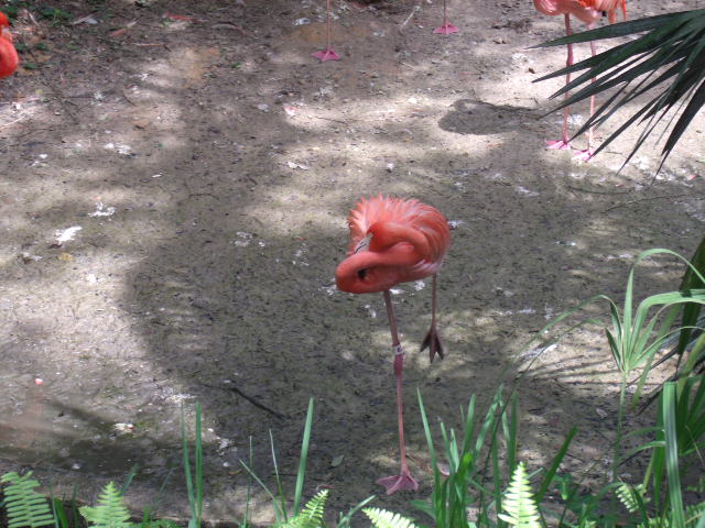 American Flamingo