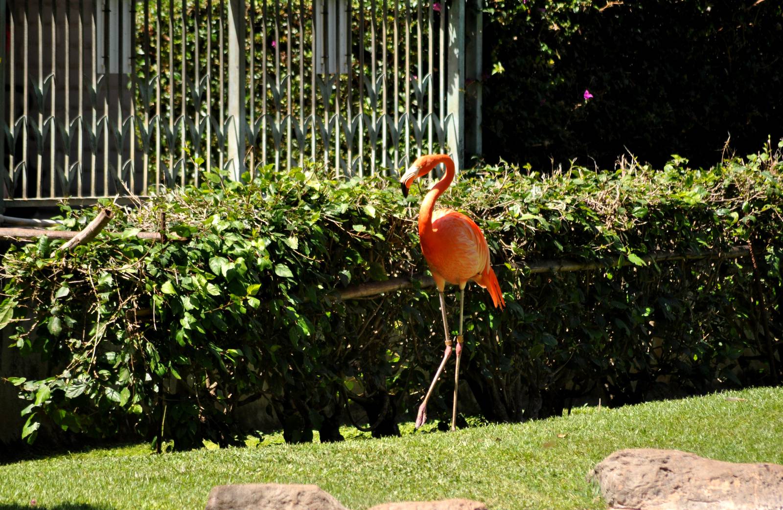 American Flamingo