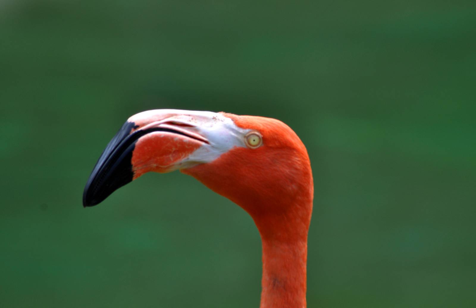 American Flamingo