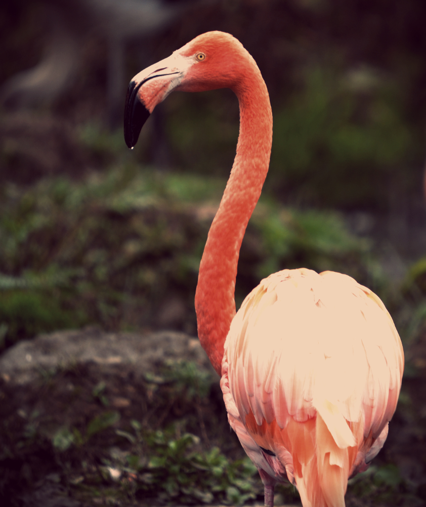 american flamingo
