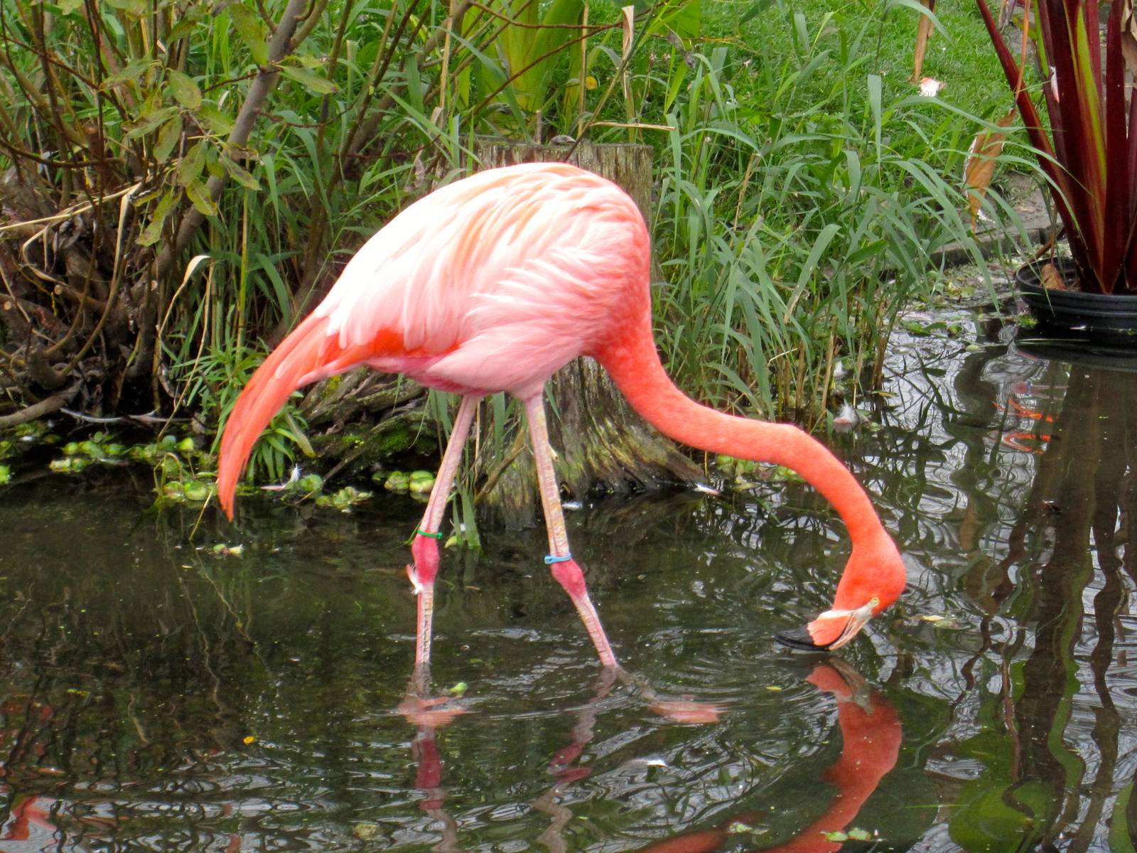 American Flamingo