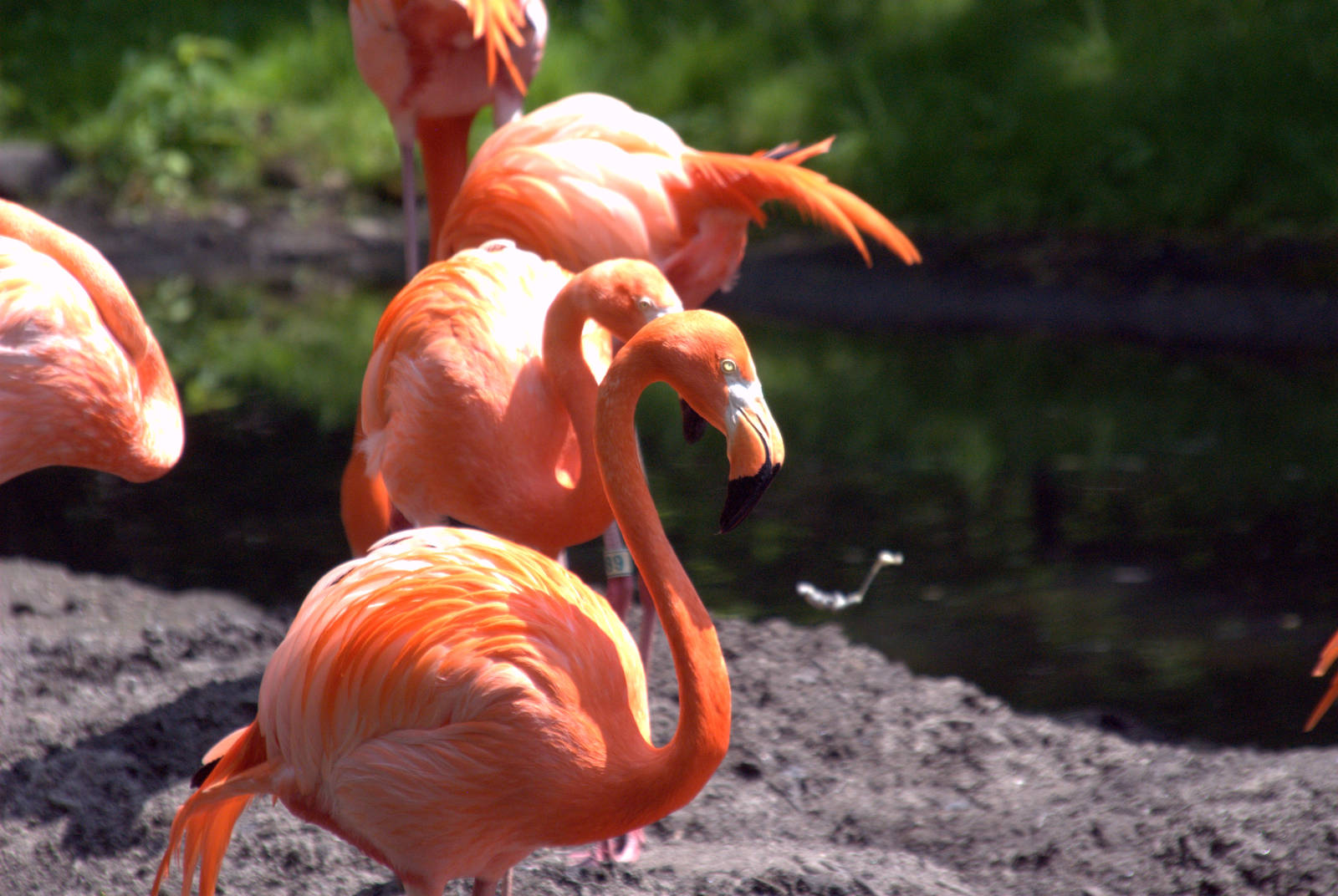 American Flamingo