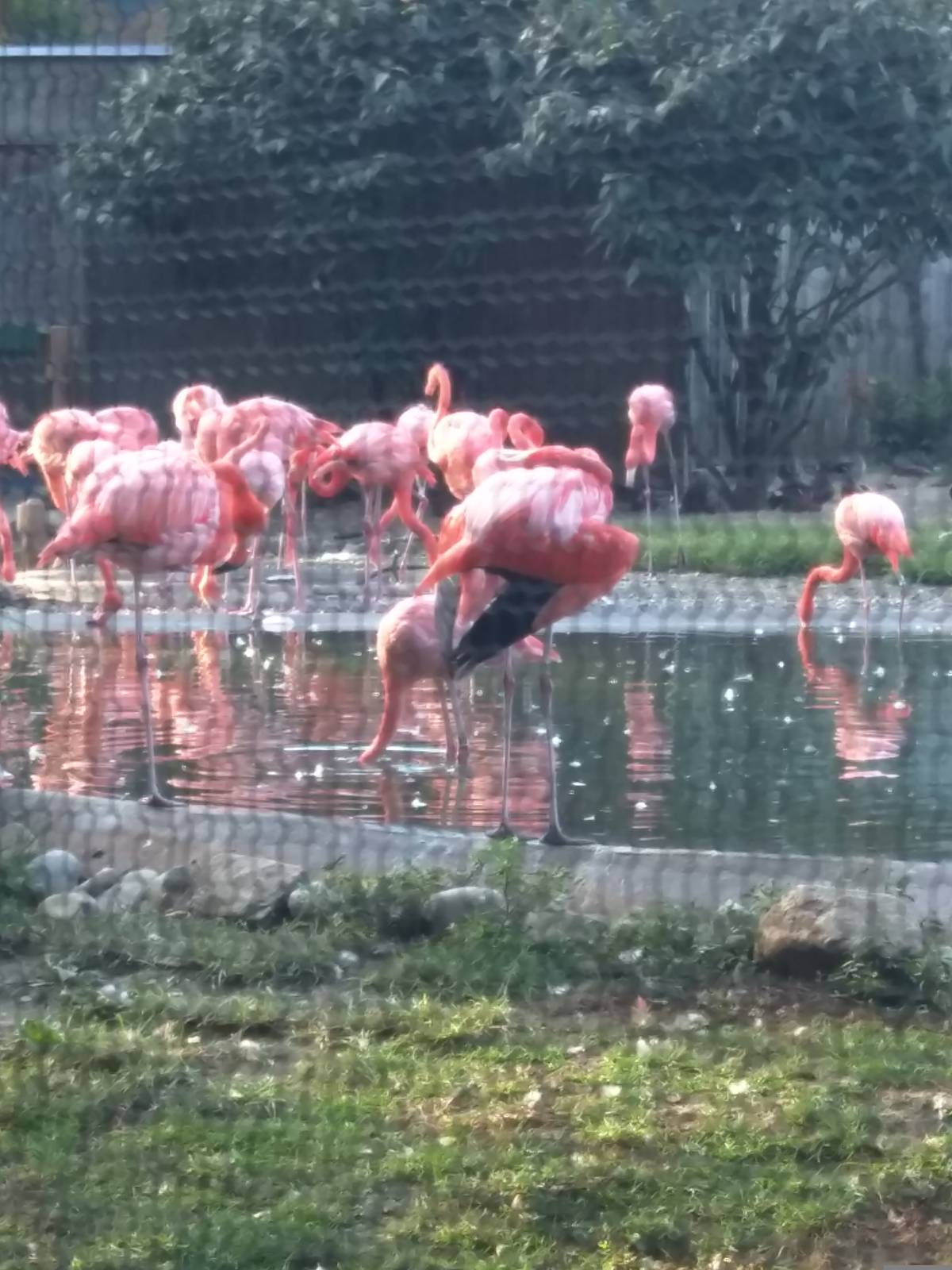 American Flamingo