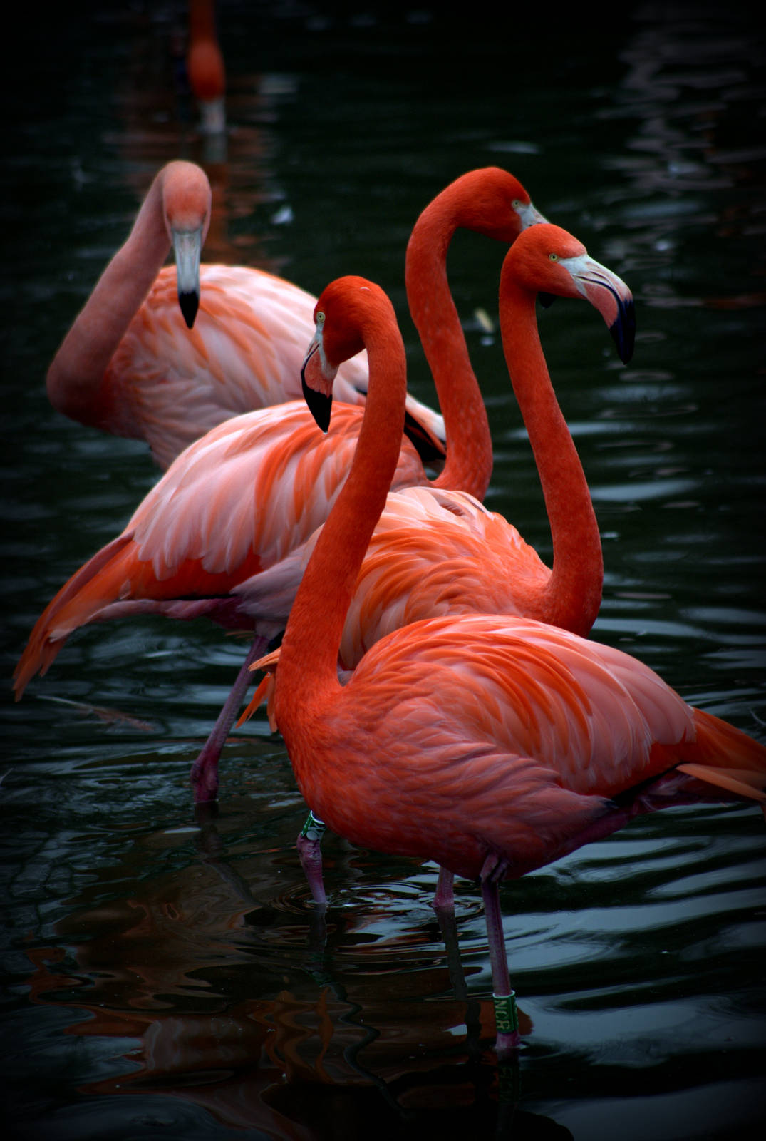 American flamingo