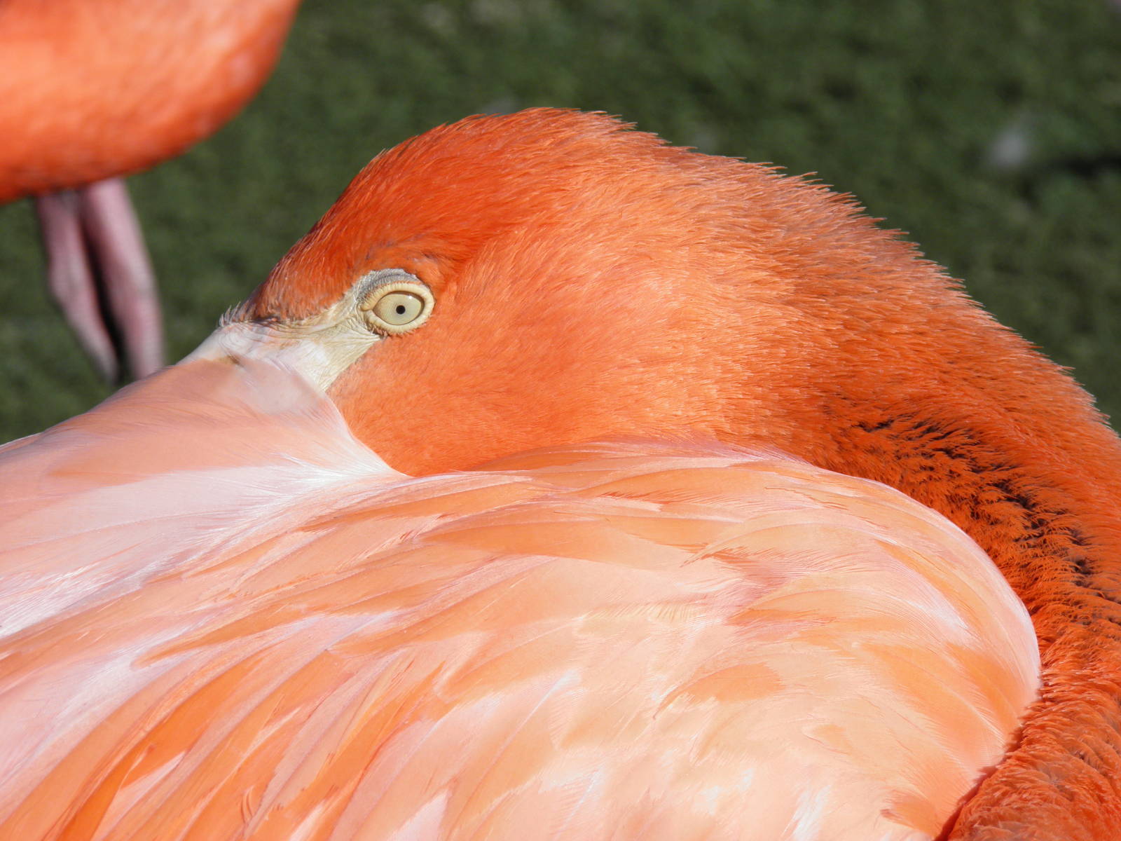 American flamingo