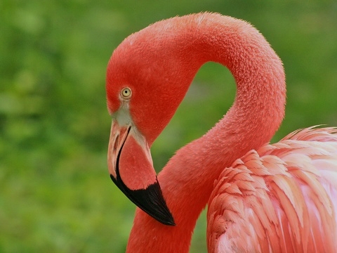 American Flamingo