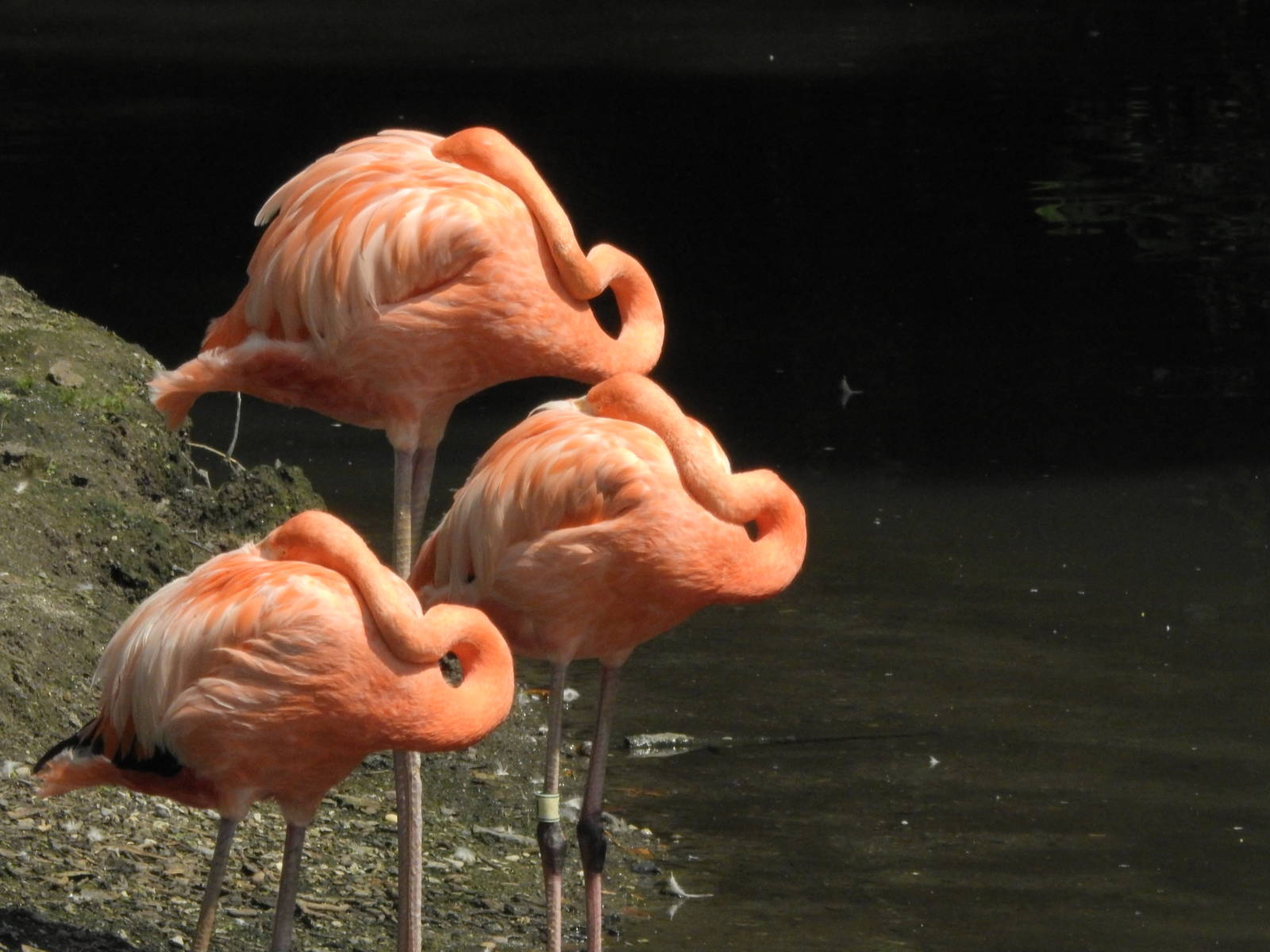 American Flamingo