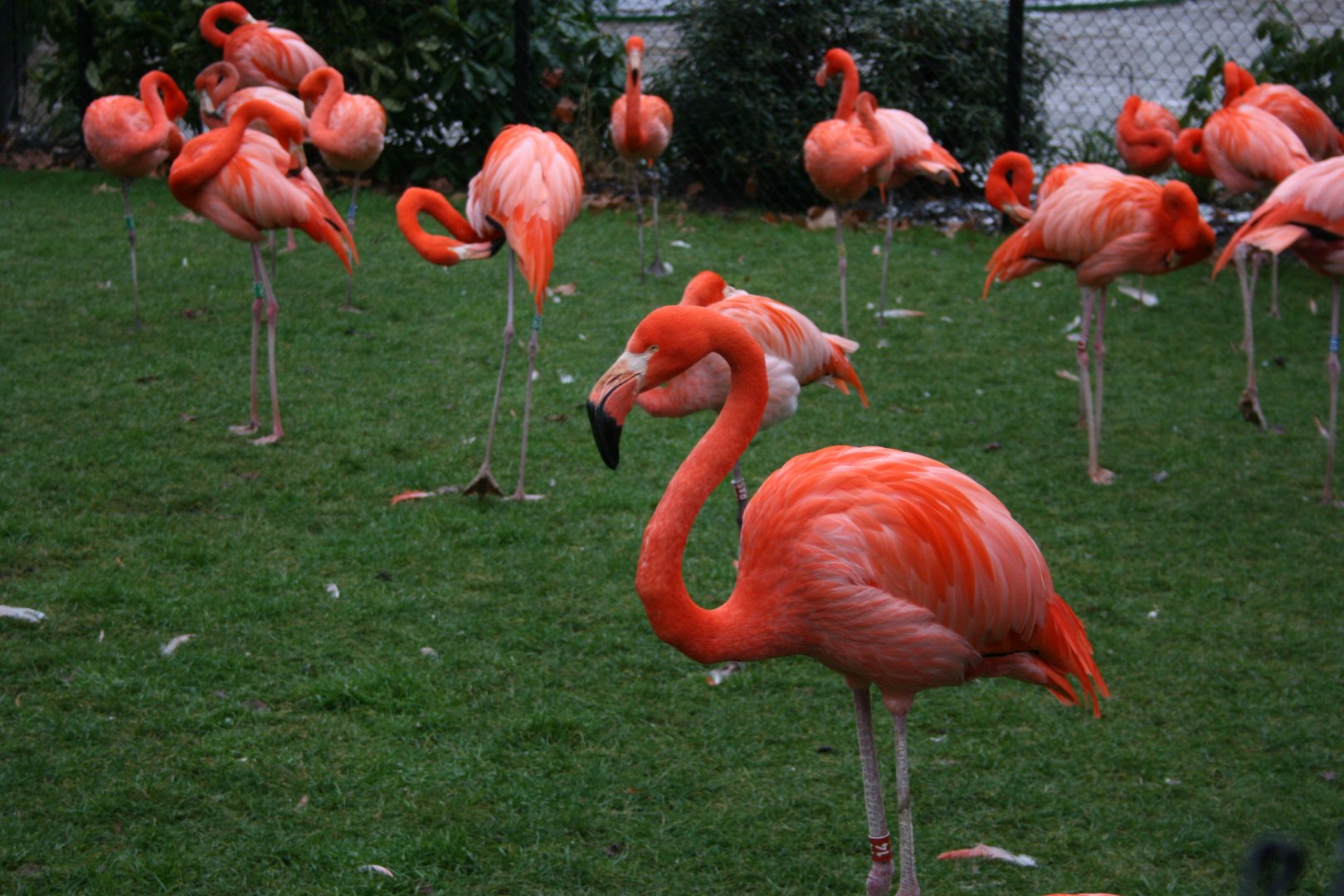 American Flamingo (