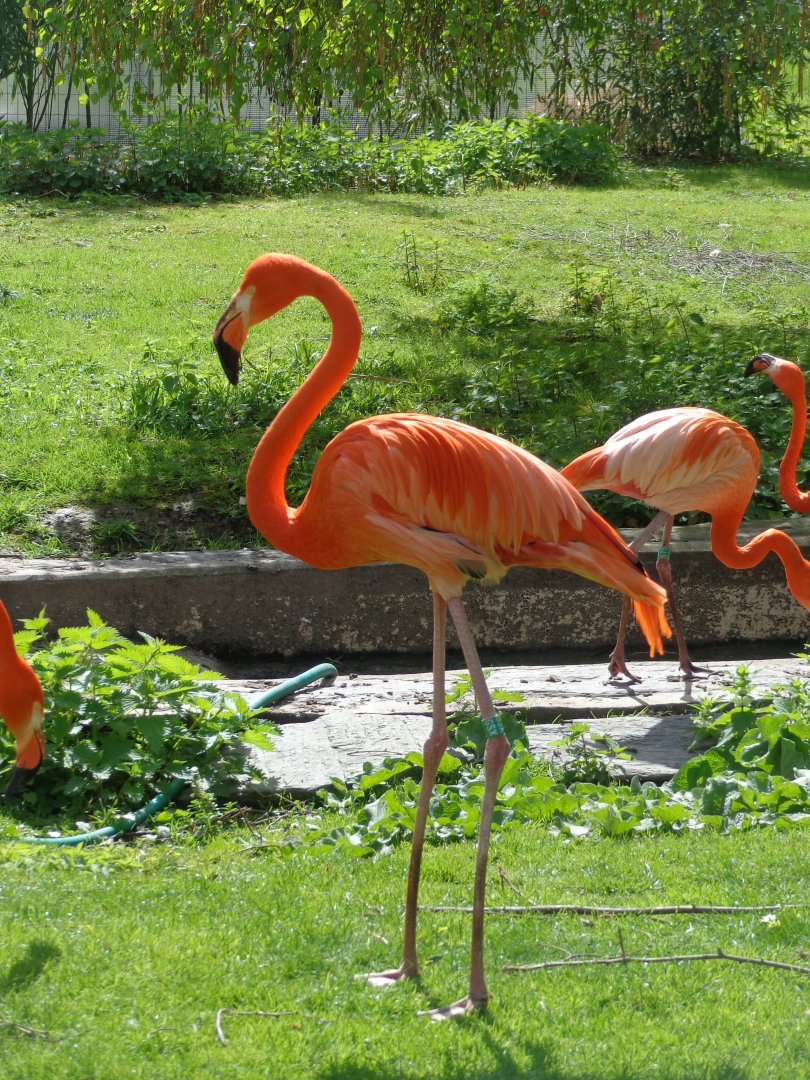 American Flamingo