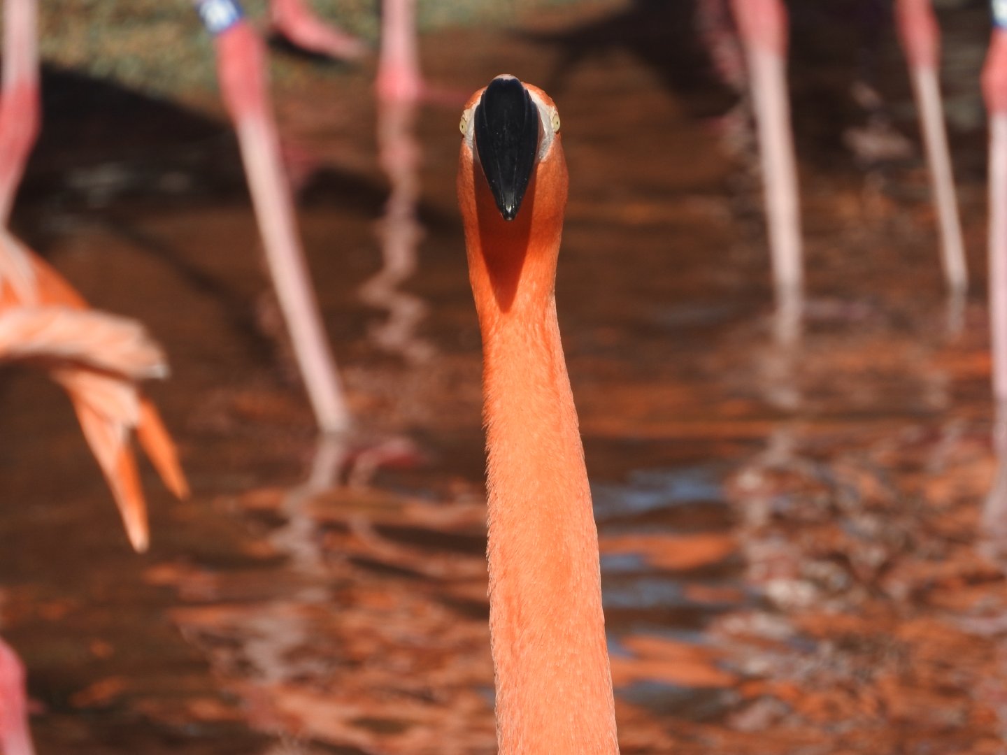 American Flamingo