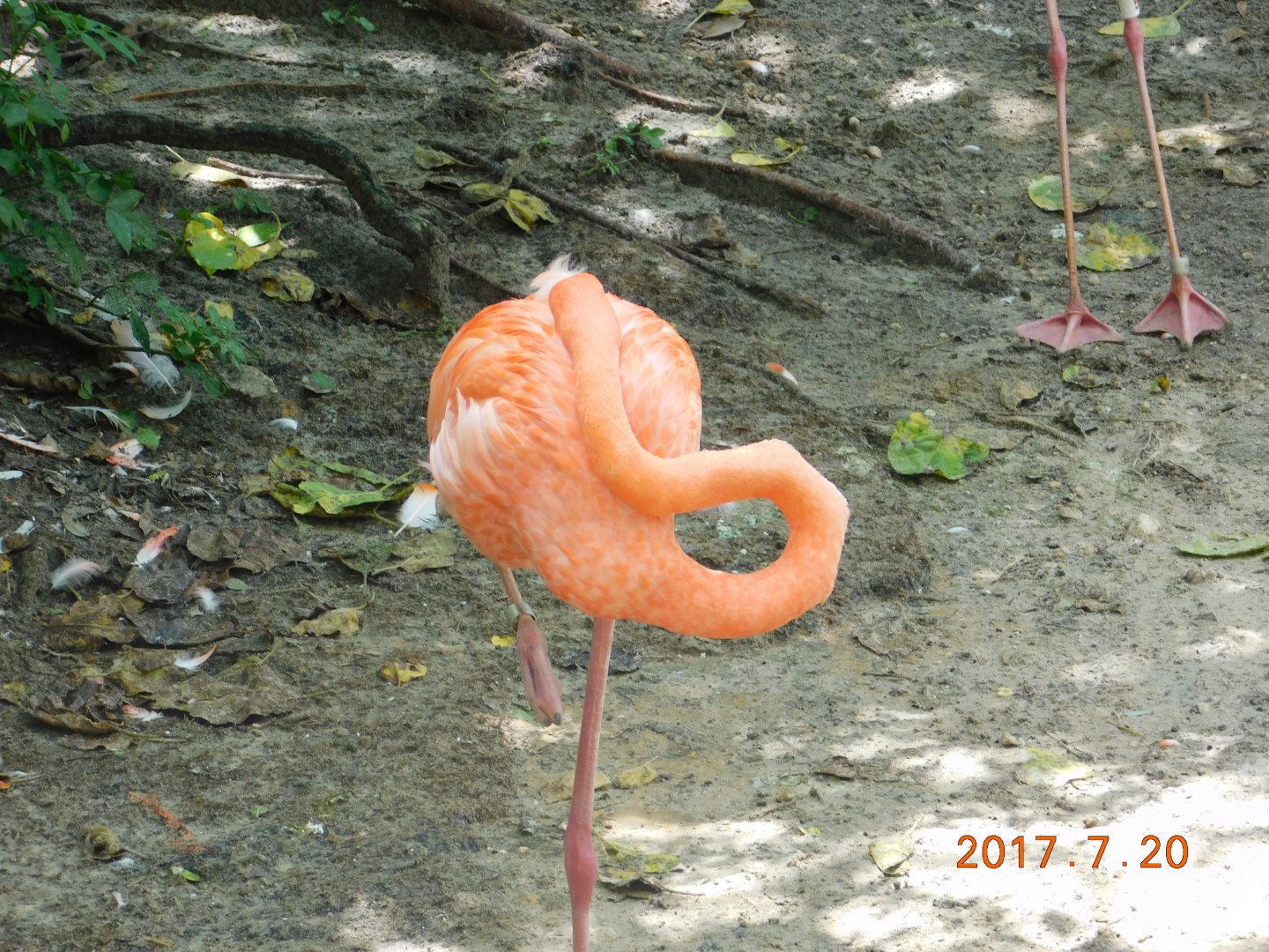 American Flamingo