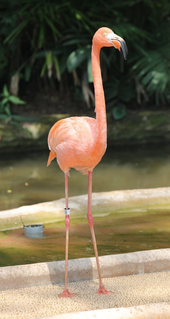 American Flamingo