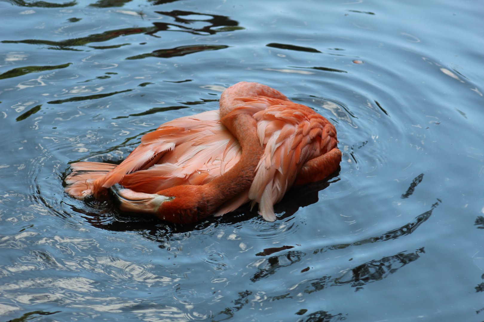 American Flamingo