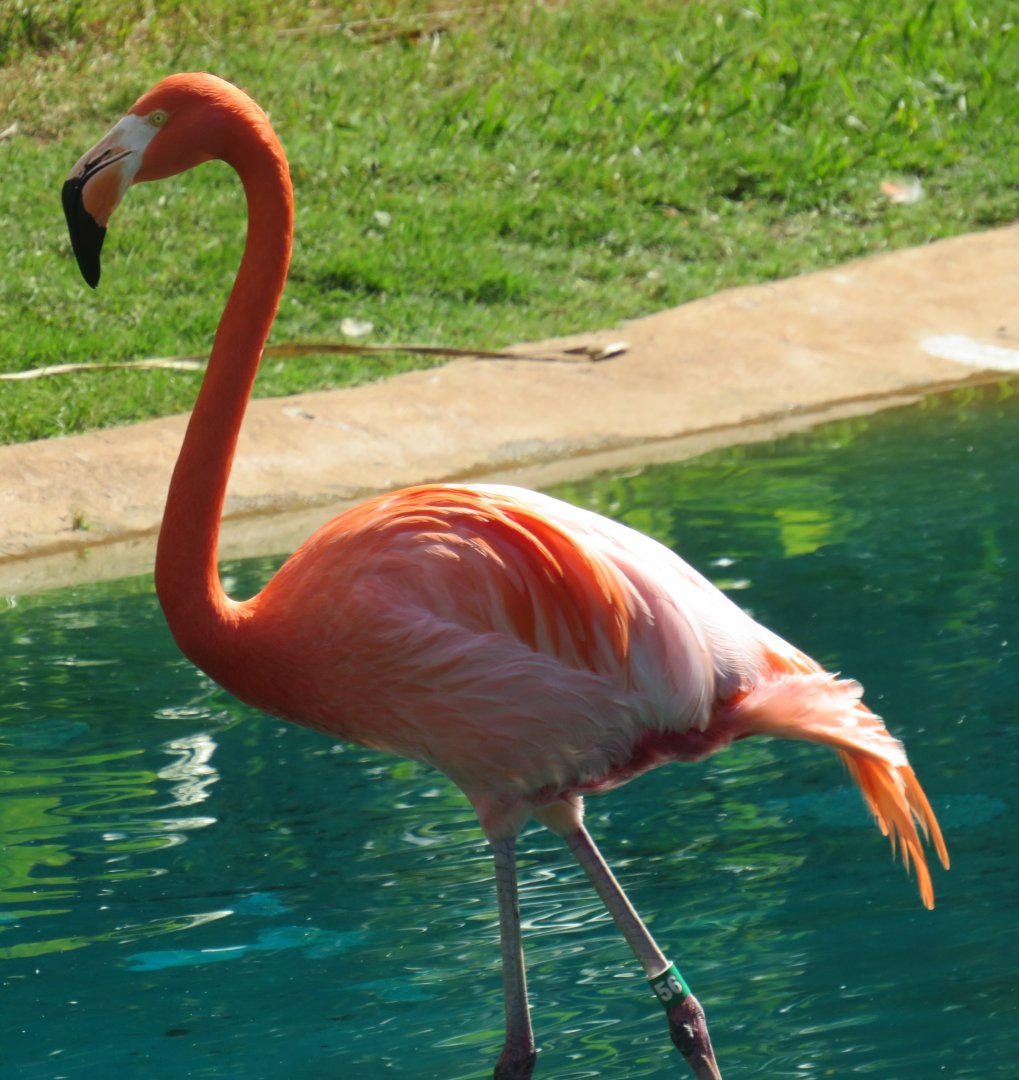 American flamingo