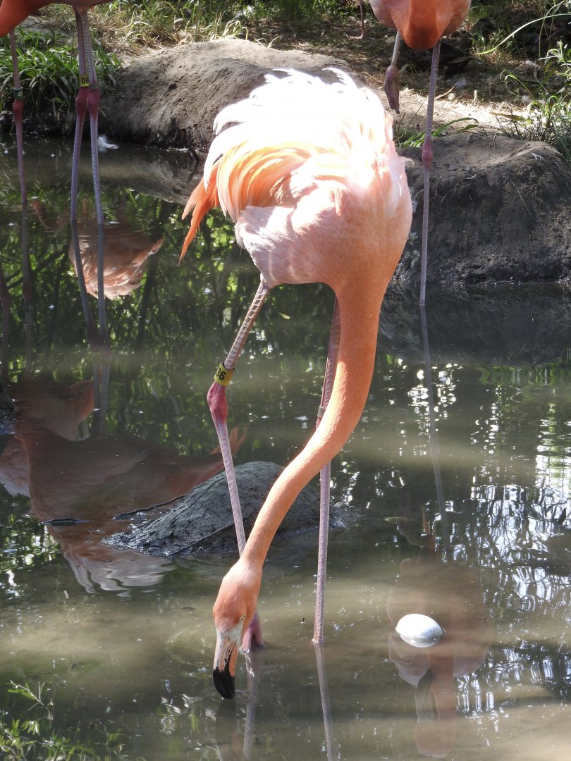 American Flamingo