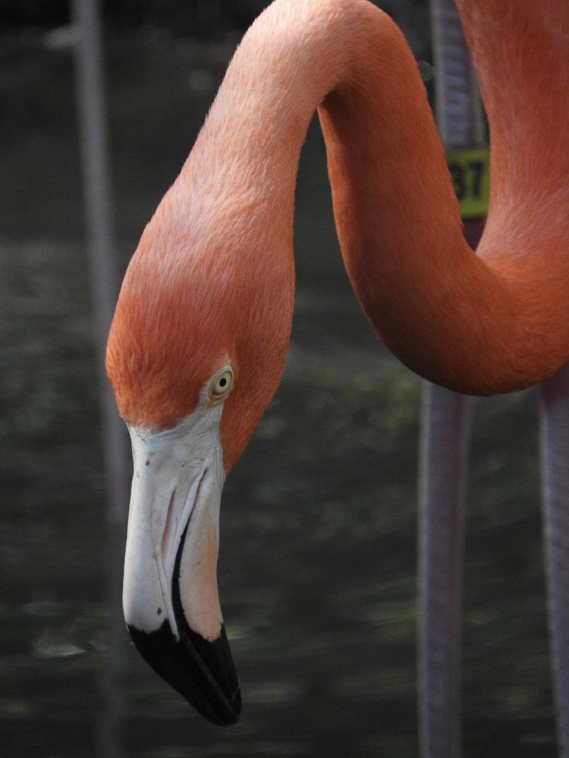 American Flamingo