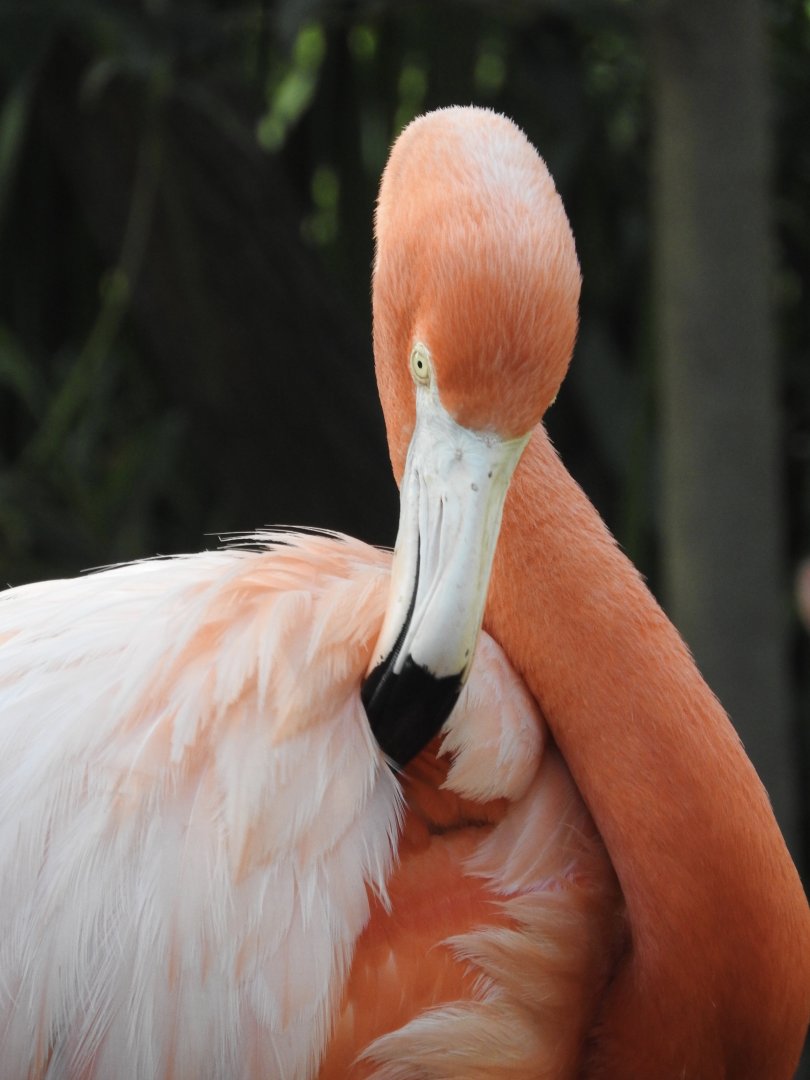 American Flamingo