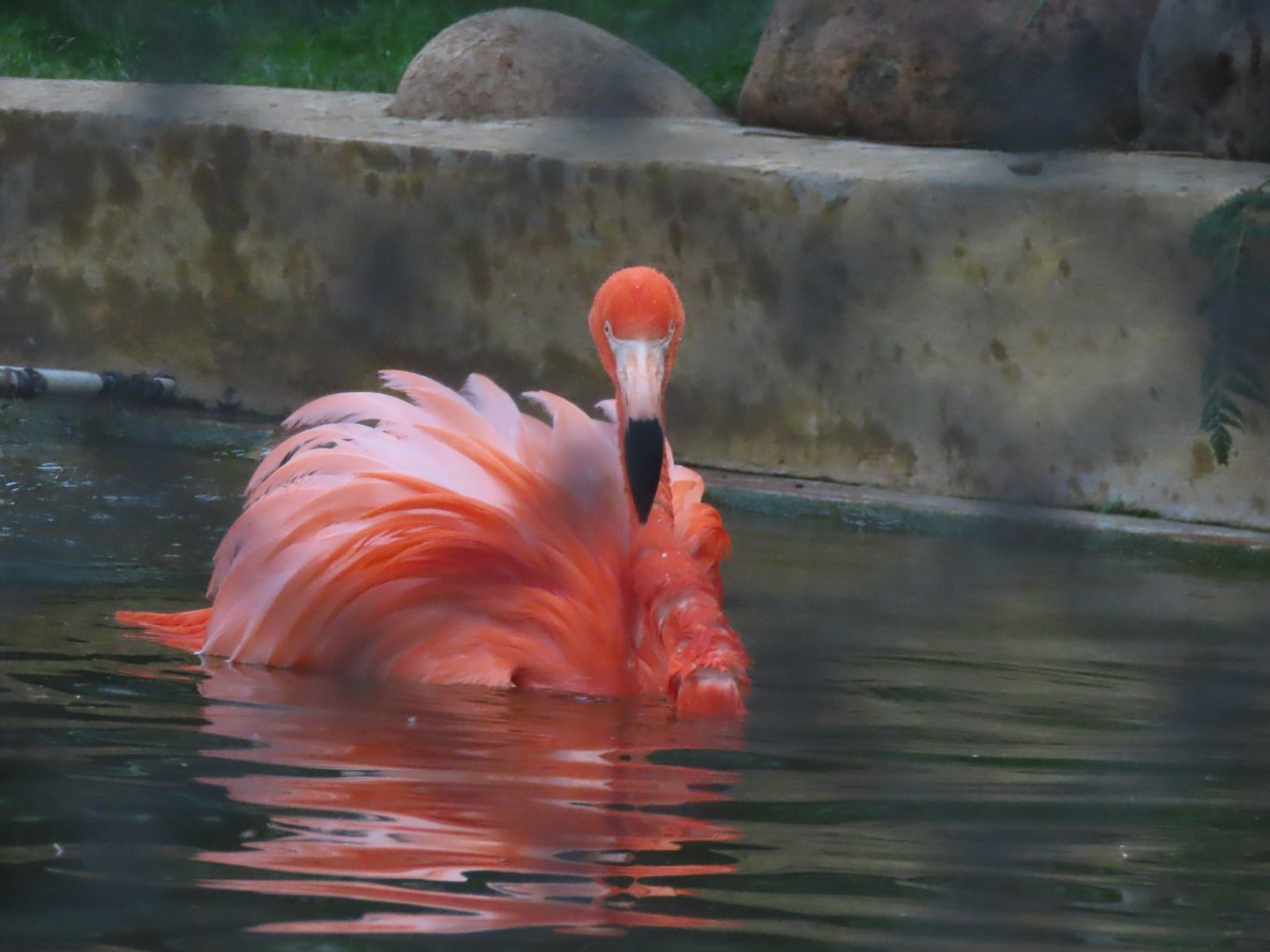 American flamingo