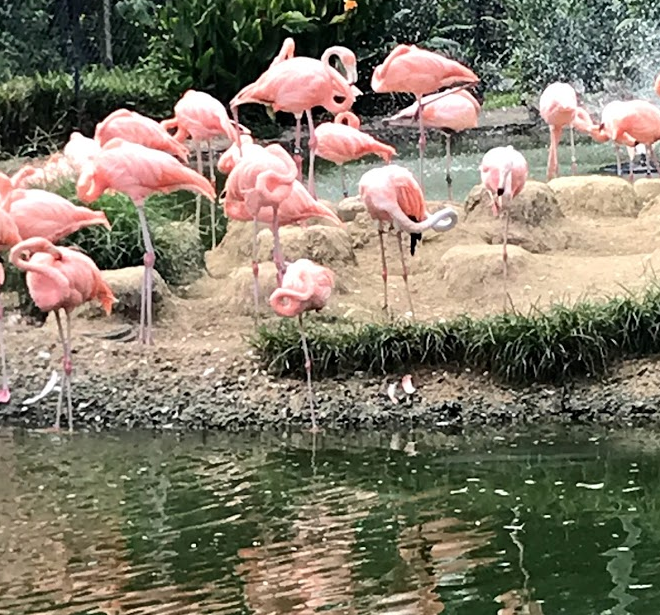 American Flamingo