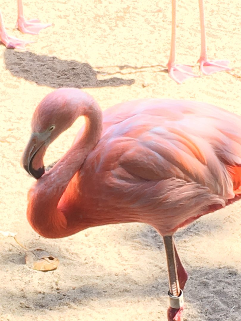 American Flamingo
