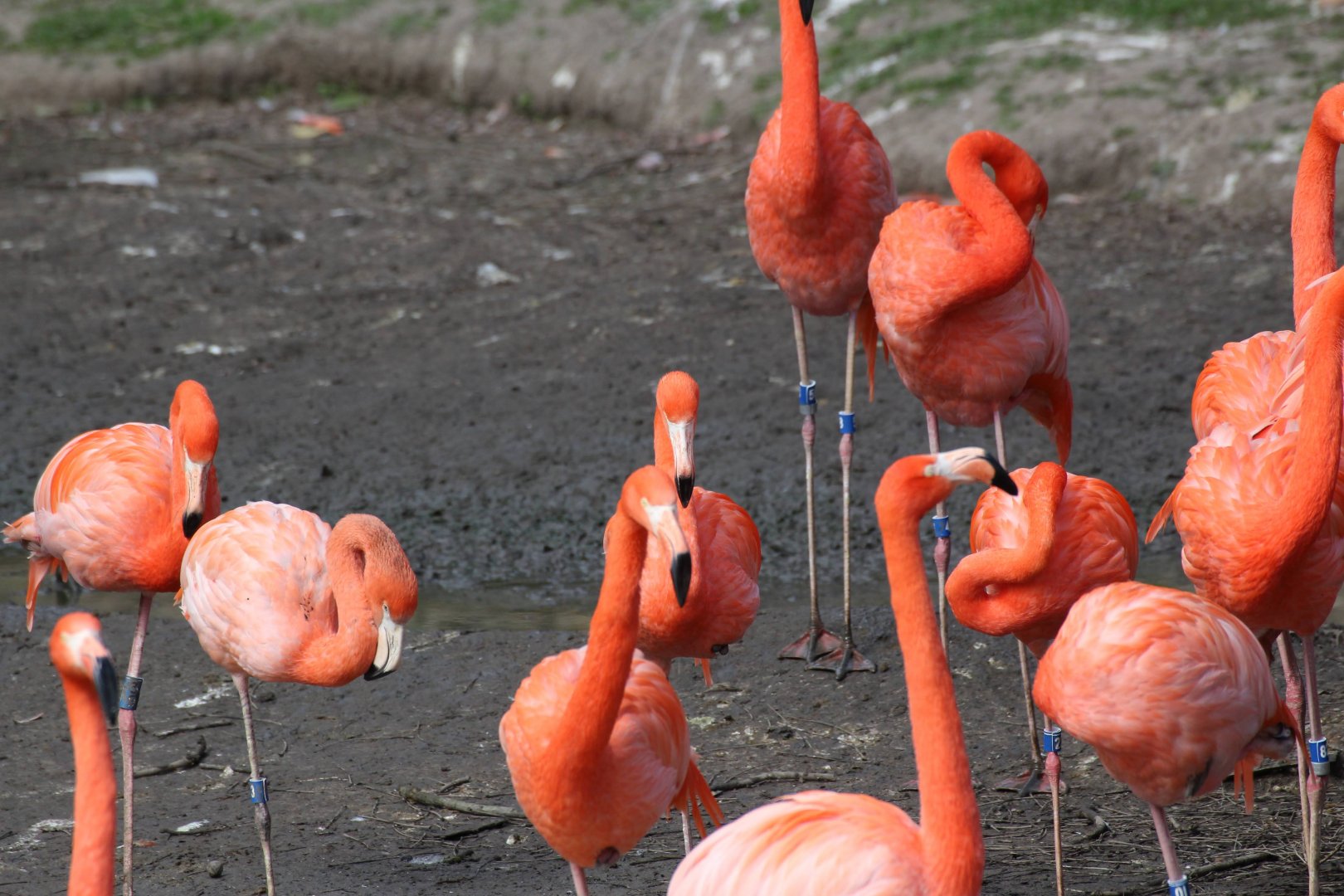 American Flamingo