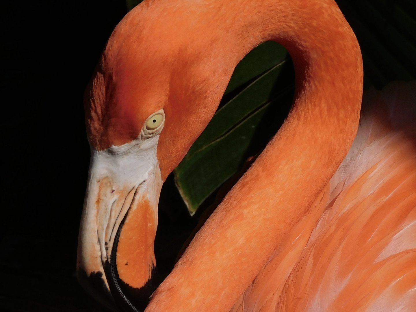 American flamingo