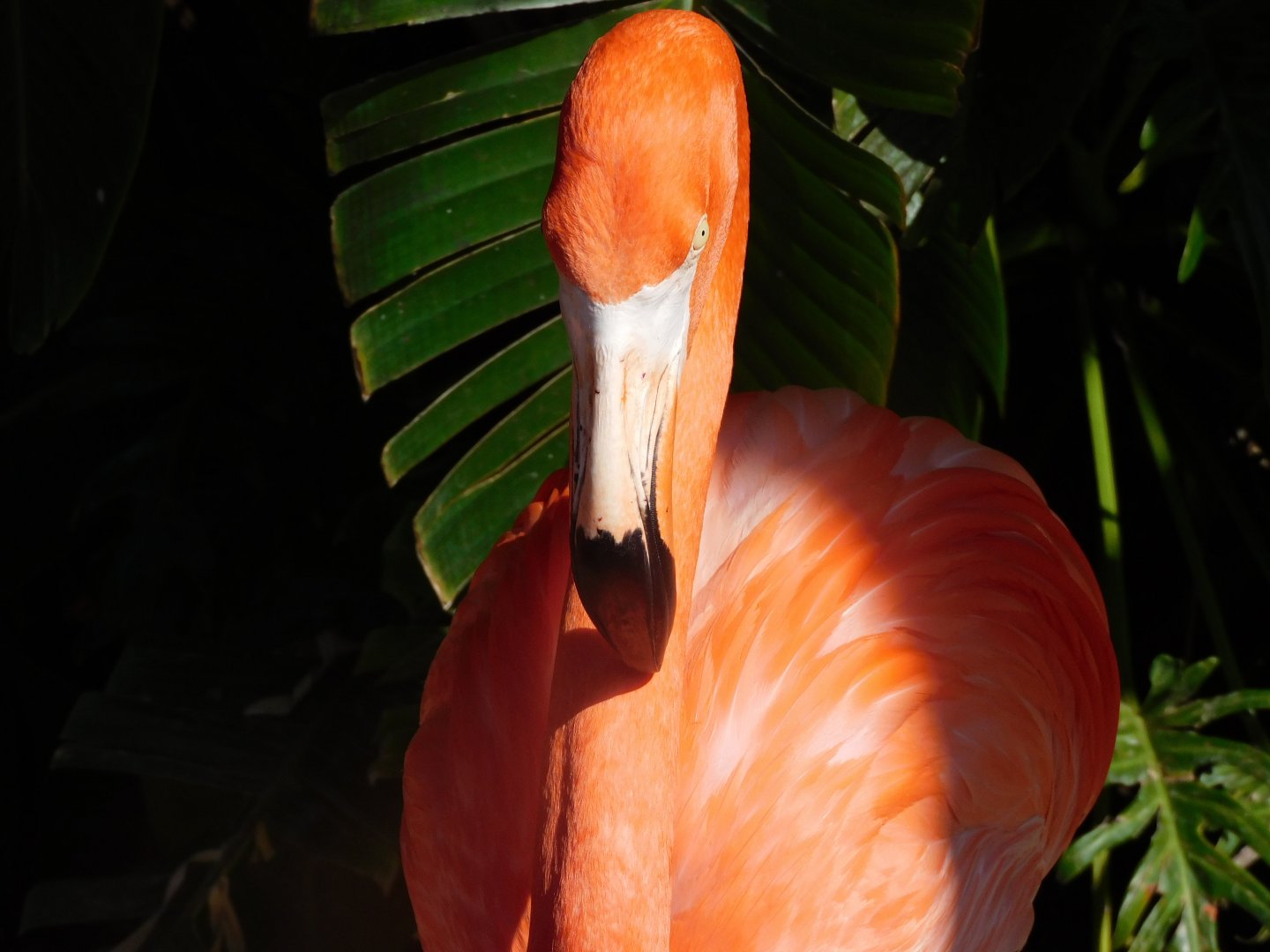 American flamingo