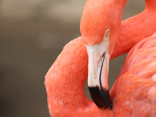 American Flamingo