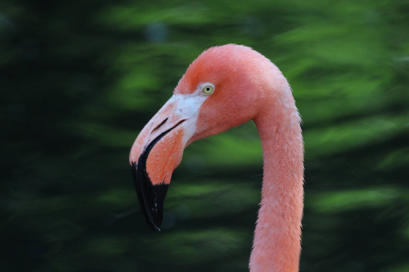 American Flamingo