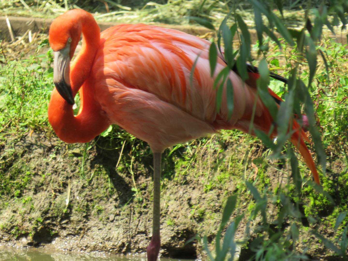 American flamingo
