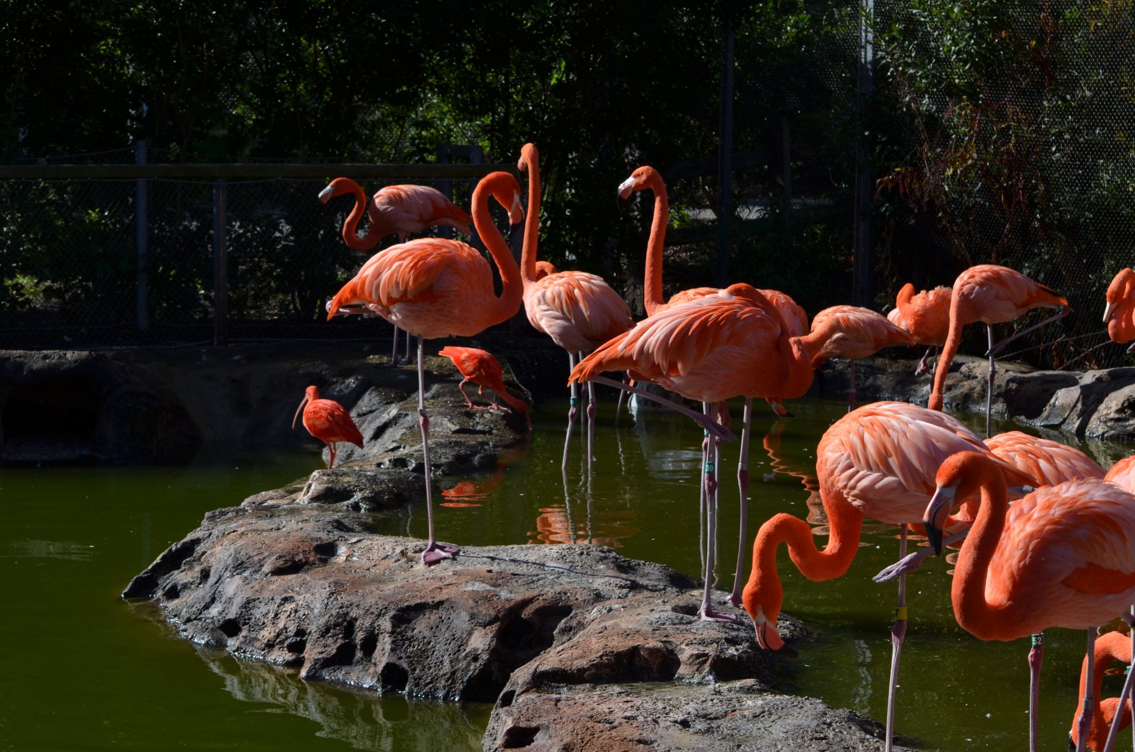 American Flamingo