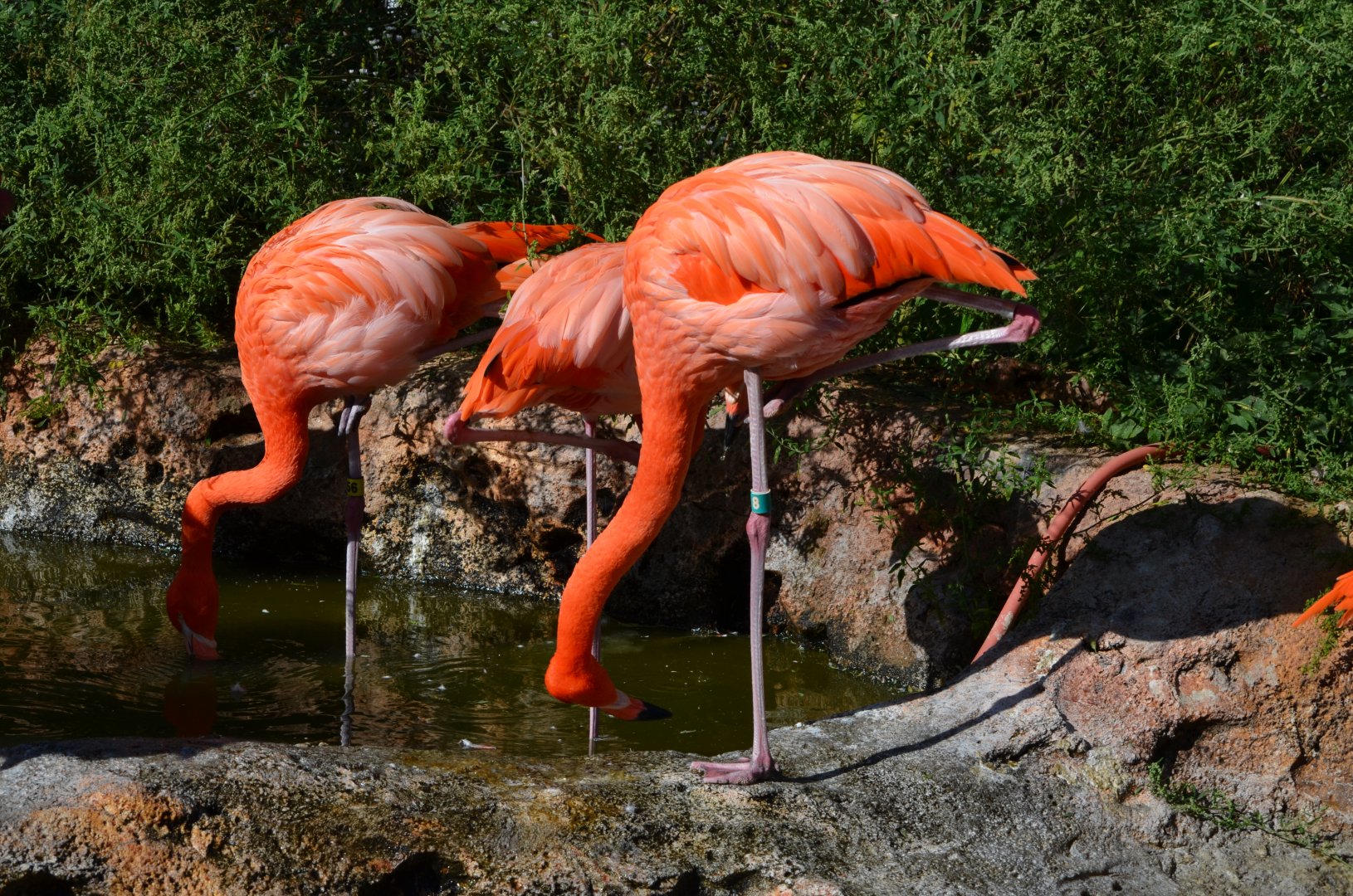 American Flamingo