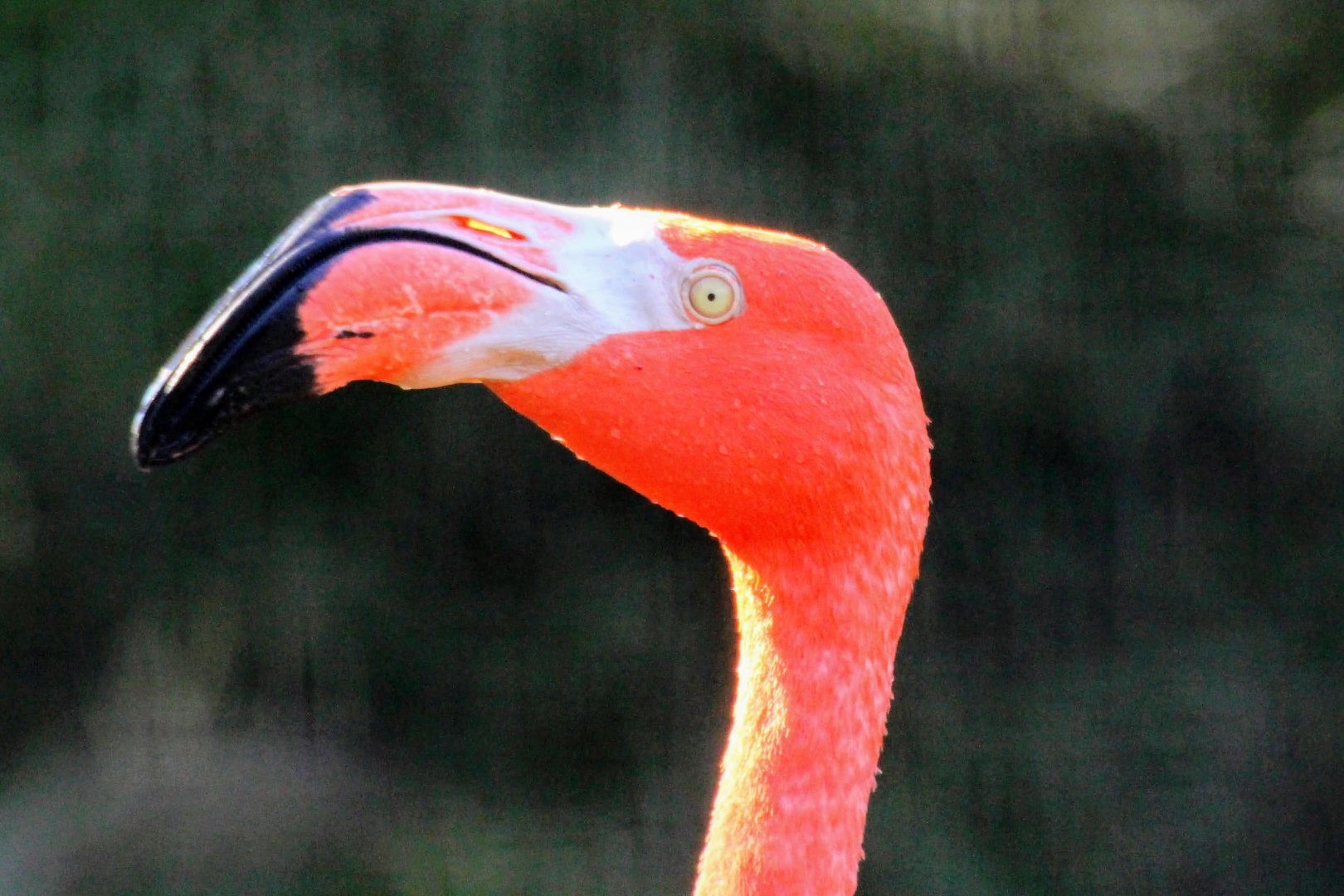 American Flamingo