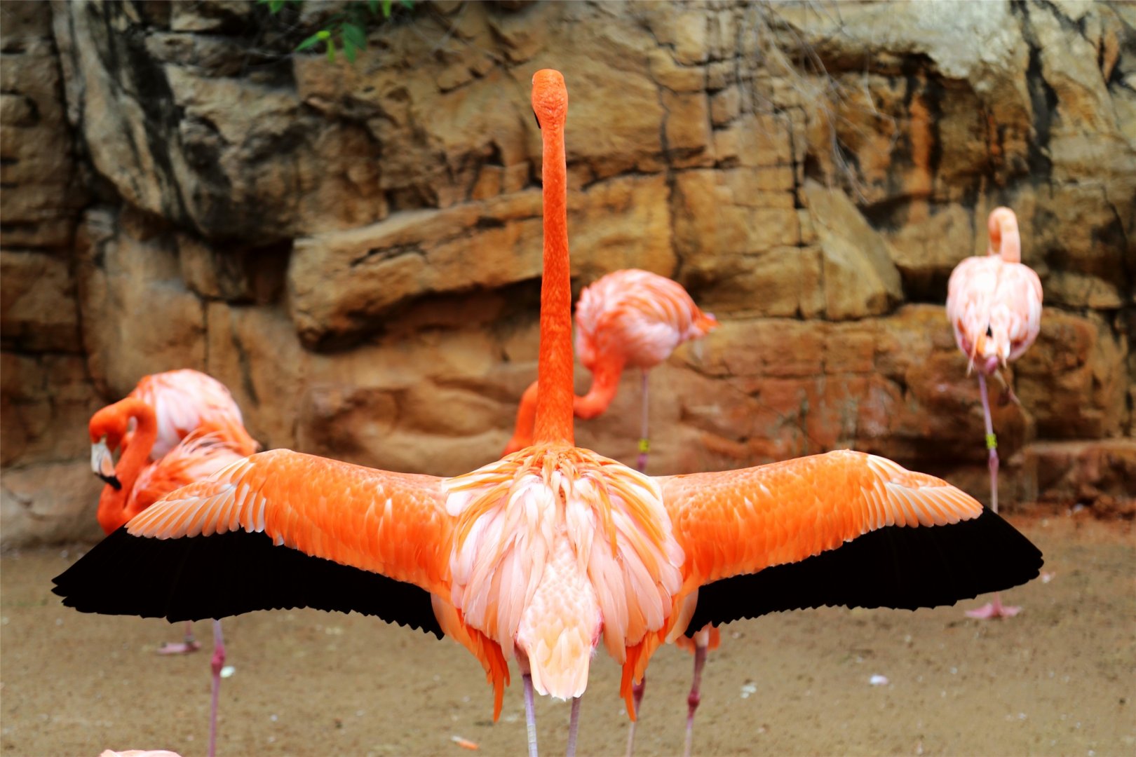 American Flamingo