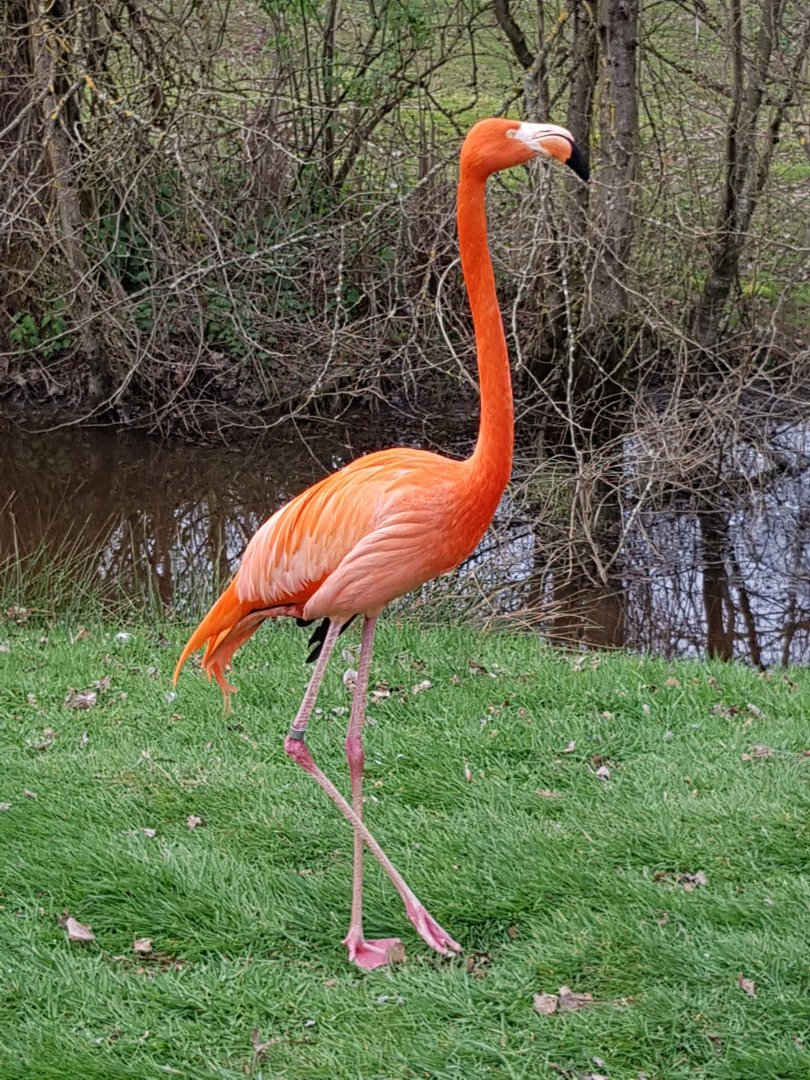 American Flamingo