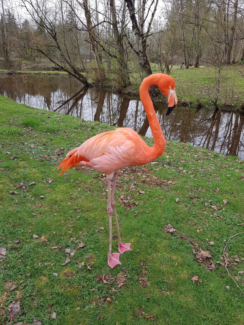 American Flamingo