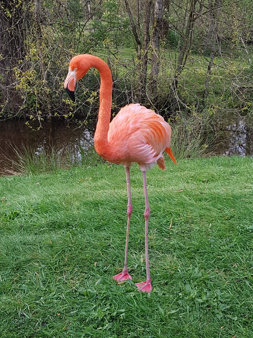 American Flamingo