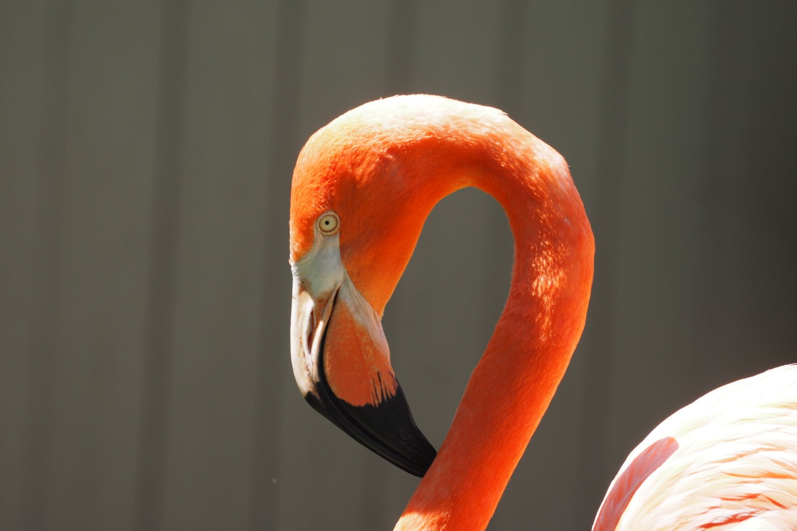 American flamingo