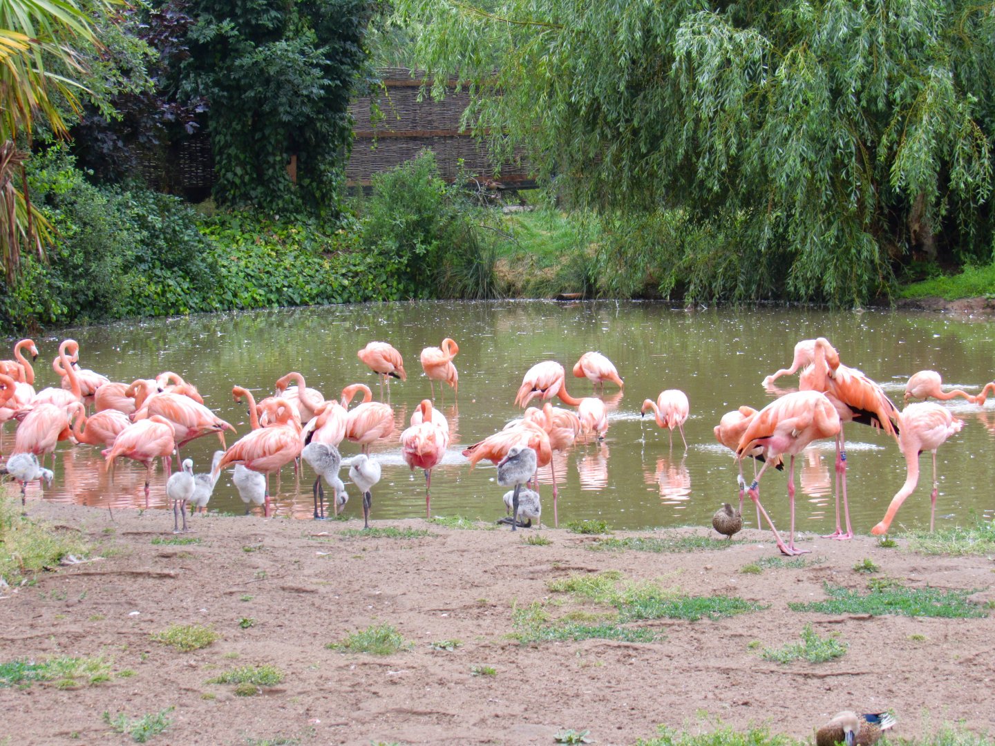 American Flamingo